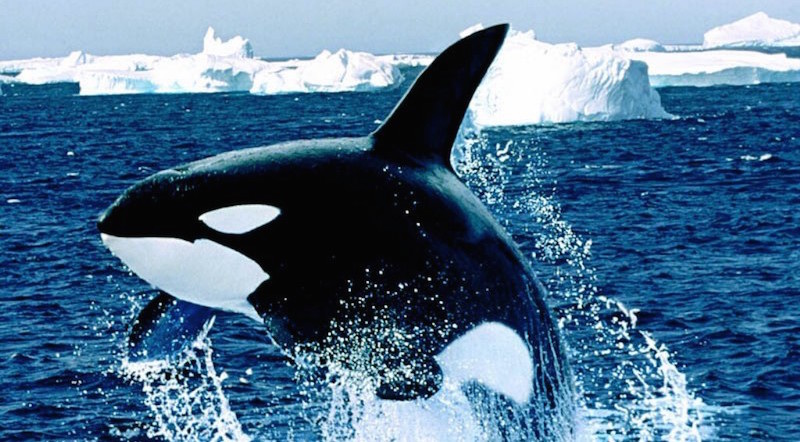 Cetacea - Alchetron, The Free Social Encyclopedia